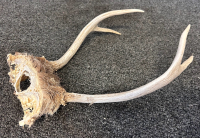 Deer Antlers - 2
