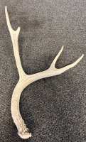 Deer Antlers - 3