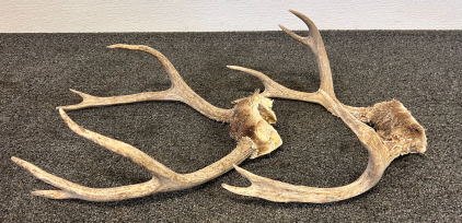 (2) Pairs Of Deer Antlers
