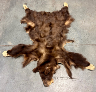 Treated Bear Skin