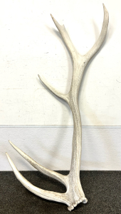 5 Point Elk Horn