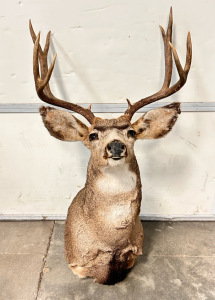 4x4 Deer Mount