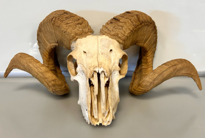 Sheep Head