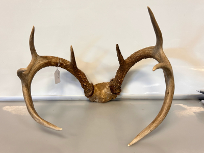 White Tail Antlers