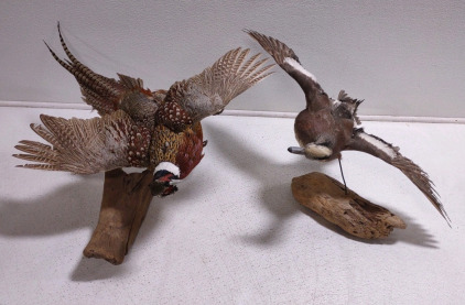 (1) Taxidermized Ring-Necked Pheasant Mounted On A Piece of Drift Wood & (1) Taxidermized American Wigeon Mounted To A Piece Of Drift Wood