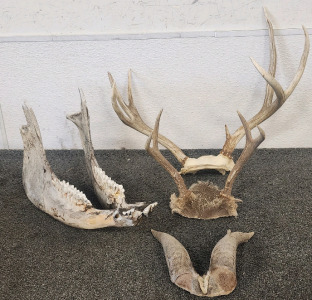 Deer Jaw Bone, And Deer Antlers,
