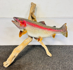 Mounted Taxidermied Rainbow Trout