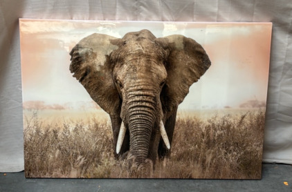 Beautiful Portrait of an Elephant