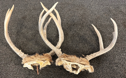 (2) Pairs of Deer Antlers