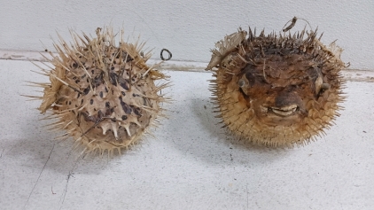 (2) Taxidermy Pufferfish Decor