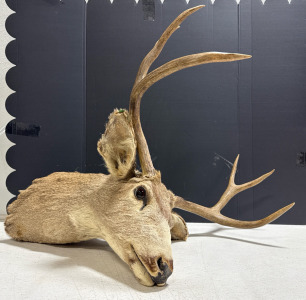 (1) Taxidermy Deer Head
