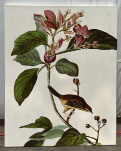 Hummingbird Painting