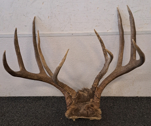 Antlers