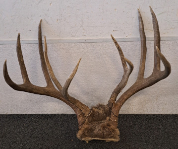 Antlers