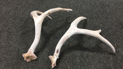 (2) Antlers