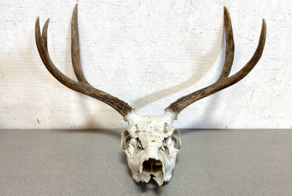 3x3 Antlers on Dry Skull