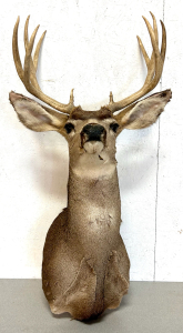 4x4 Deer Mount