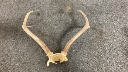 Fork Horn Deer Antlers