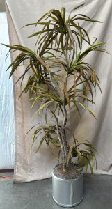 Large Potted Decorative Plant