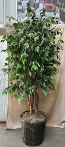 Very Large Potted Decorative Plant