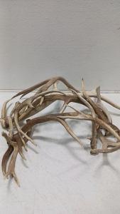 Assorted Collection Of Antlers