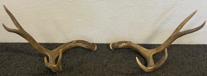 4 Point Deer Antler Set