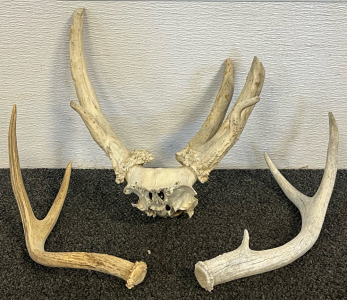Deer Antlers & Antlers w/ Partial Skull
