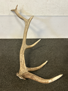 34" Antler