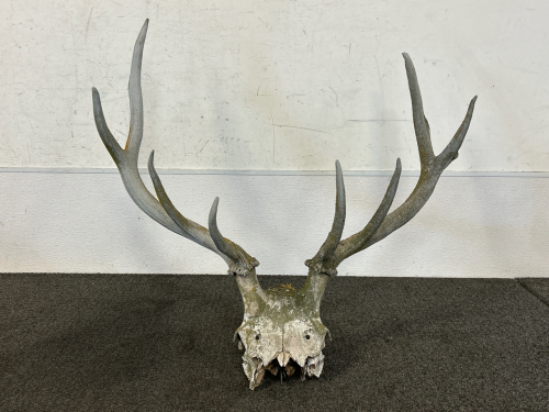 Large Skull With Antlers
