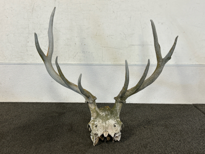 Large Skull With Antlers