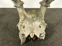 Large Skull With Antlers - 2