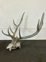Large Skull With Antlers - 3
