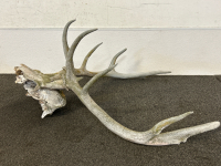 Large Skull With Antlers - 4