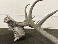 Large Skull With Antlers - 5