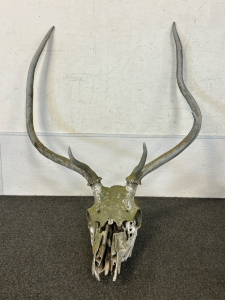 Large Skull With Antlers