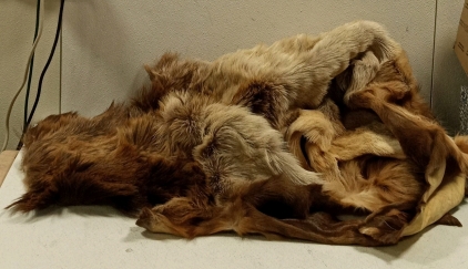 (1) Real Beat Fur Rug/Pelt
