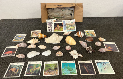 Bathroom Beach Decorations With Real Seashells And Wildlife Cards