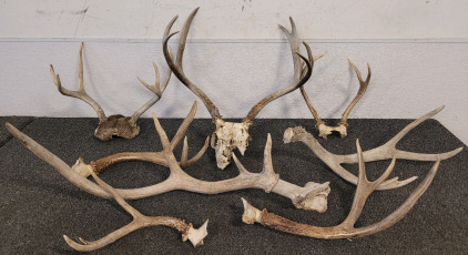 Mule Deer Skull With Both Antlers, (2) Sets Of Both Antlers, (5) Single Antlers