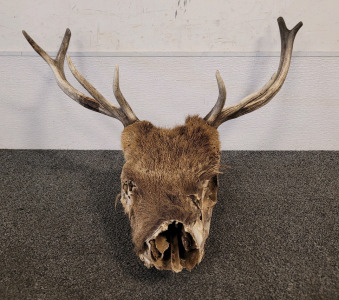 Elk Head With Antlers