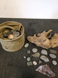 Rocks And Shells