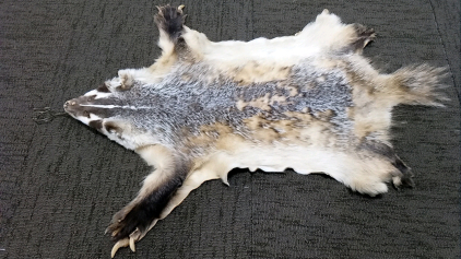 Badger Pelt