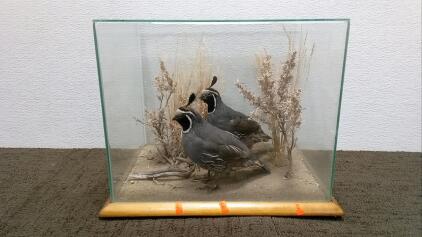 Quail Taxidermy Art