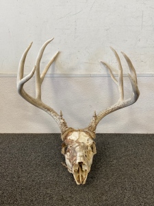 4x4 Antlers with Skull