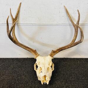 Deer Rack 3x4 With Skull