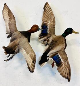 Wall Mount Taxidermy Mallard and Redhead Ducks, 16"x 24"