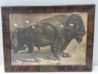 The oldest inhabitant on line of the union pacific 27"x20" &Cougar in the Aspens 27"x23"