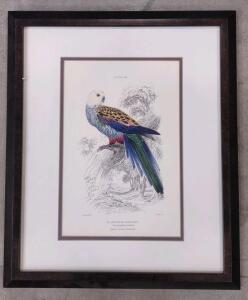 16"x 19" Hand-Colored Engraving of a Pale-Headed Broad-Tail Picture Framed