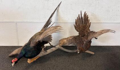 Taxidermy: Common Pheasants Mounted On Branch