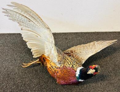 Taxidermy: Common Pheasant