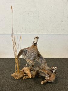 Taxidermy: Common Bobwhite Quails